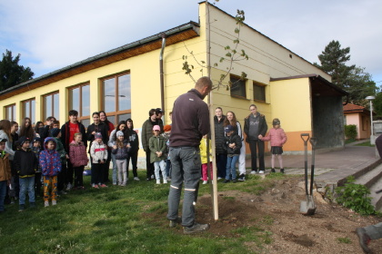 Obrázek v galerii