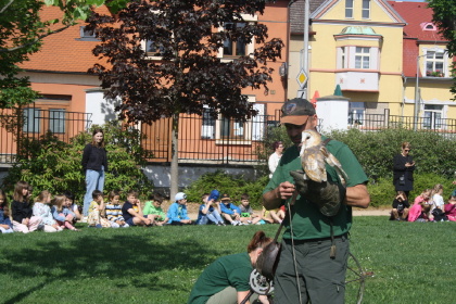 Obrázek v galerii